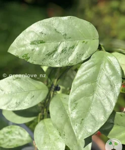 Rare Hoya Coriacea Silver