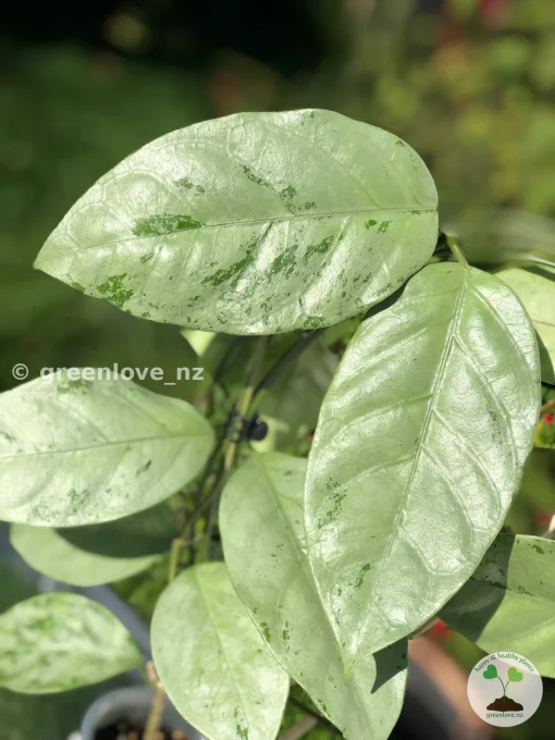 Rare Hoya Coriacea Silver