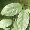 Rare Hoya Coriacea Silver