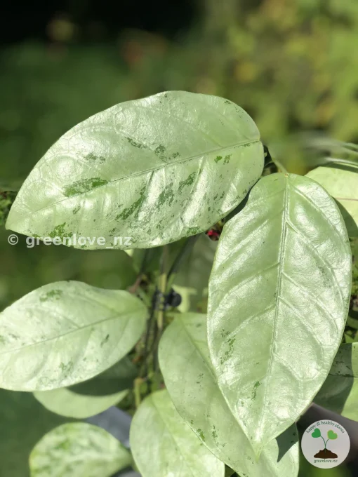Rare Hoya Coriacea Silver