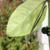 Rare Hoya Coriacea Silver