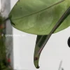 Rare Hoya Coriacea Silver