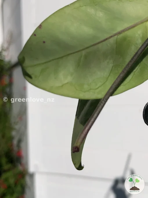Rare Hoya Coriacea Silver