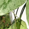 Rare Hoya Coriacea Silver