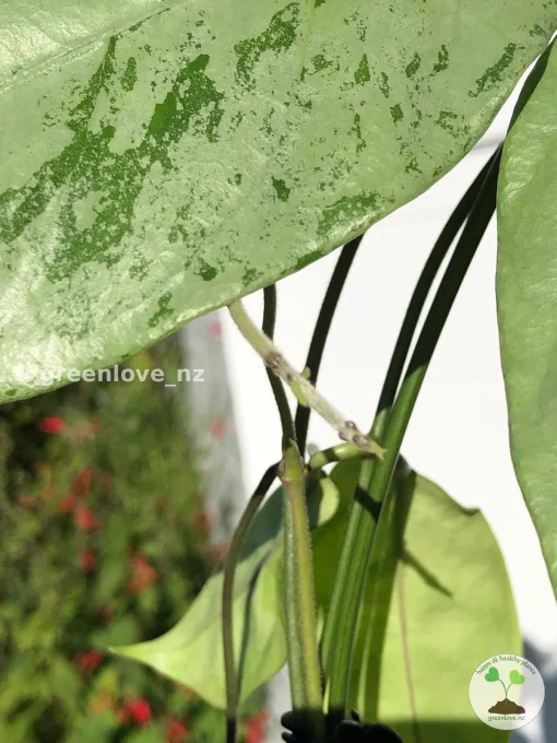 Rare Hoya Coriacea Silver