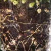 Rare Hoya Coriacea Silver