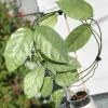 Rare Hoya Coriacea Silver