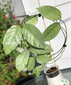 Rare Hoya Coriacea Silver