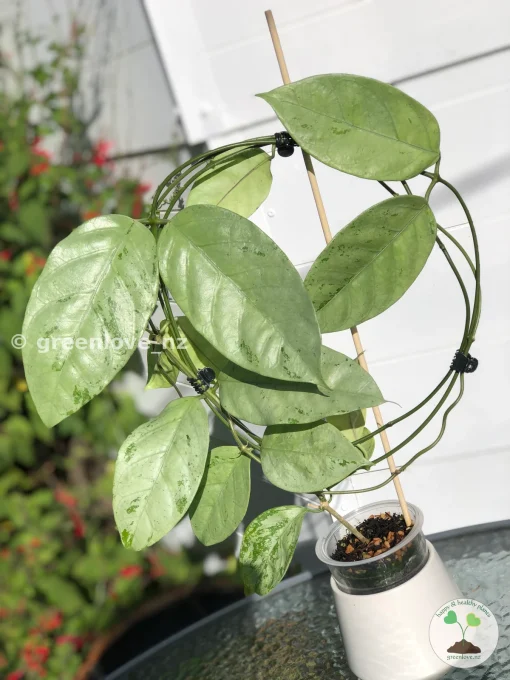 Rare Hoya Coriacea Silver