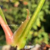 Anthurium ‘Ace of Spades’ Variegated