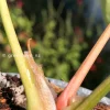 Anthurium ‘Ace of Spades’ Variegated