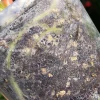 Anthurium ‘Ace of Spades’ Variegated