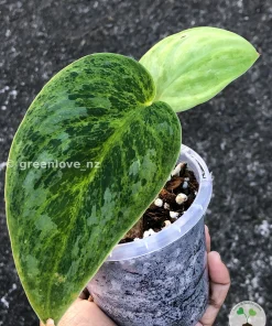 Rare Scindapsus Exotica 'Green Emerald'