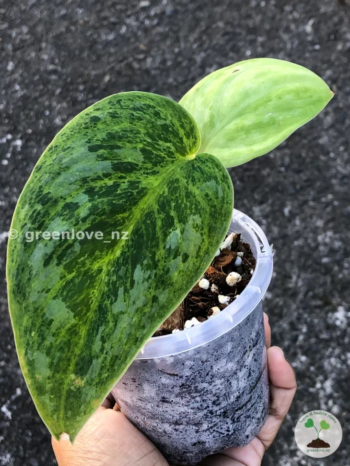 Rare Scindapsus Exotica 'Green Emerald'