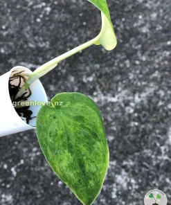 Rare Scindapsus Exotica 'Green Emerald'