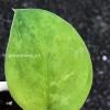 IMG_0486 Rare Scindapsus Exotica 'Green Emerald'