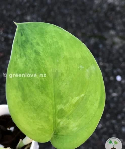 Rare Scindapsus Exotica 'Green Emerald'