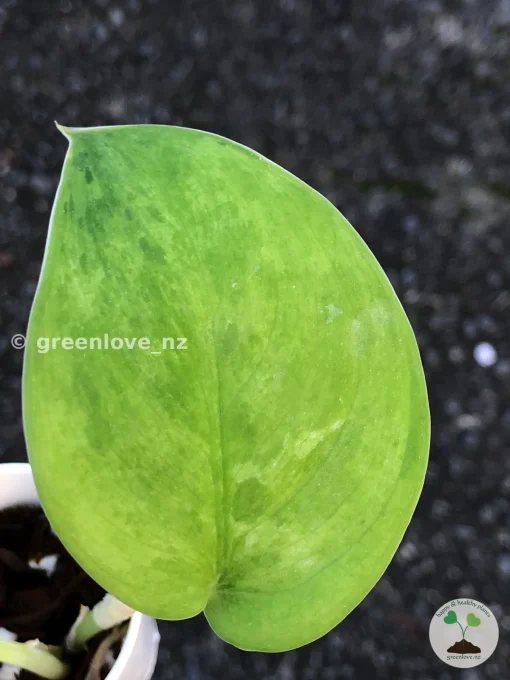 IMG_0486 Rare Scindapsus Exotica 'Green Emerald'