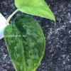Rare Scindapsus Exotica 'Green Emerald'