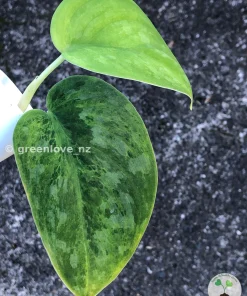 Rare Scindapsus Exotica 'Green Emerald'