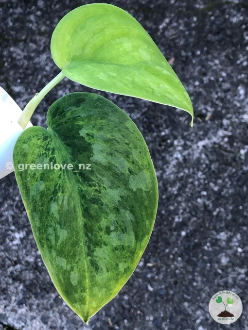 Rare Scindapsus Exotica 'Green Emerald'