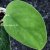 Rare Scindapsus Exotica 'Green Emerald'