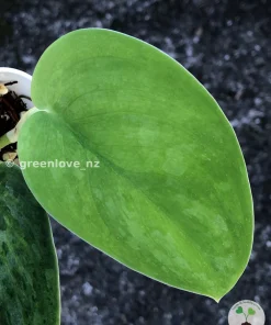 Rare Scindapsus Exotica 'Green Emerald'