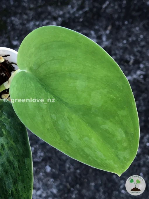 Rare Scindapsus Exotica 'Green Emerald'