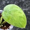 Rare Scindapsus Exotica 'Green Emerald'