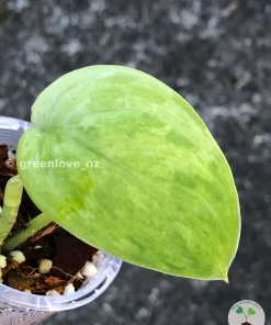 Rare Scindapsus Exotica 'Green Emerald'