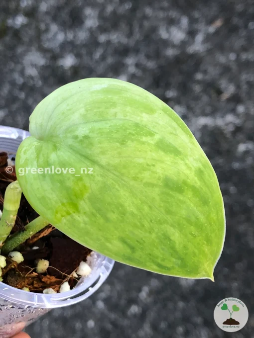 Rare Scindapsus Exotica 'Green Emerald'