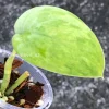 Rare Scindapsus Exotica 'Green Emerald'