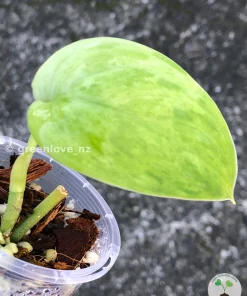 Rare Scindapsus Exotica 'Green Emerald'