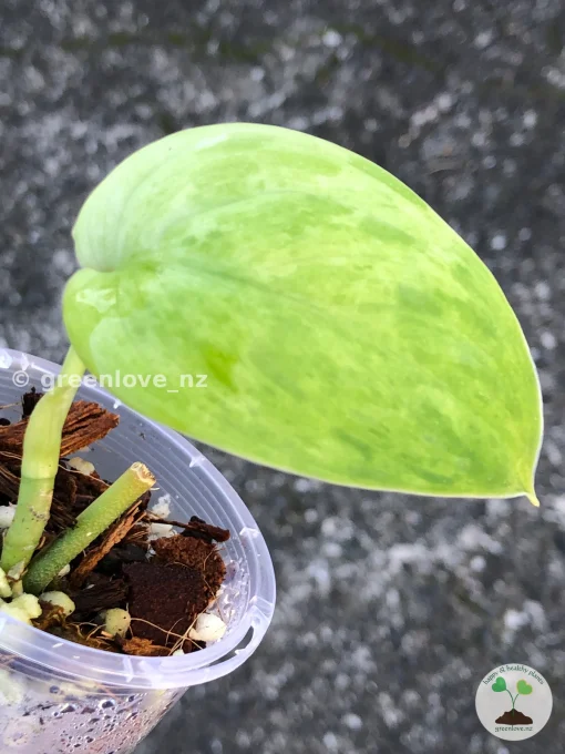 Rare Scindapsus Exotica 'Green Emerald'