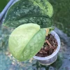Rare Scindapsus Exotica ‘Golden Medallion’