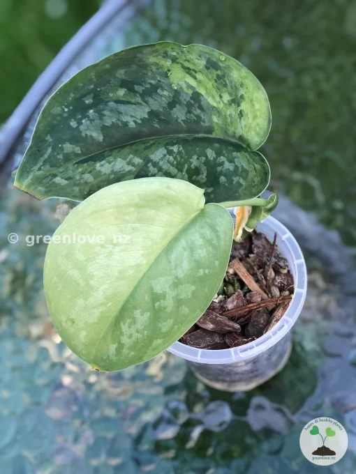 Rare Scindapsus Exotica ‘Golden Medallion’