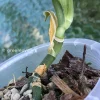 Rare Scindapsus Exotica ‘Golden Medallion’