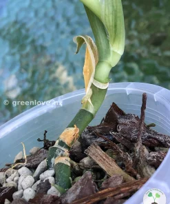 Rare Scindapsus Exotica ‘Golden Medallion’