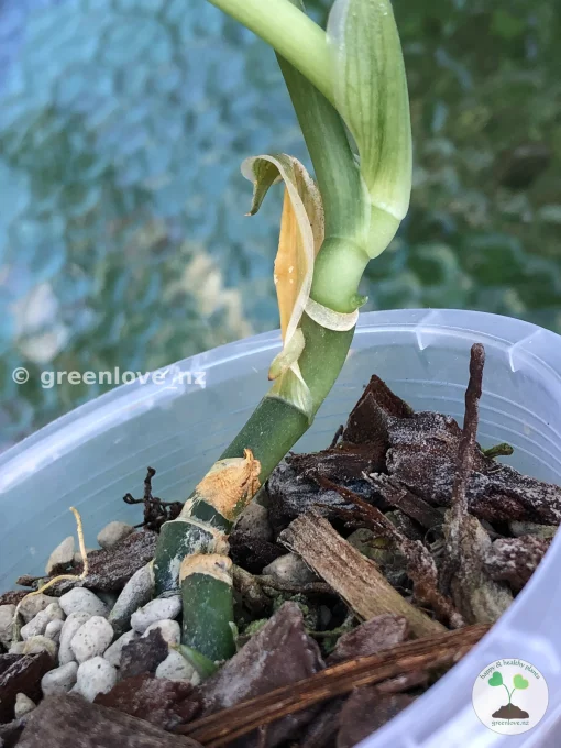 Rare Scindapsus Exotica ‘Golden Medallion’