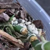 Rare Scindapsus Exotica ‘Golden Medallion’