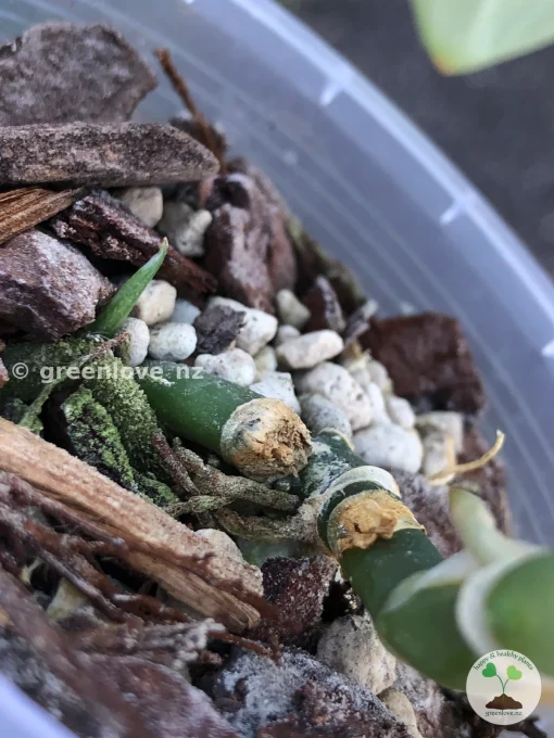 Rare Scindapsus Exotica ‘Golden Medallion’