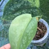 Rare Scindapsus Exotica ‘Golden Medallion’