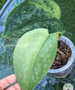 Rare Scindapsus Exotica ‘Golden Medallion’