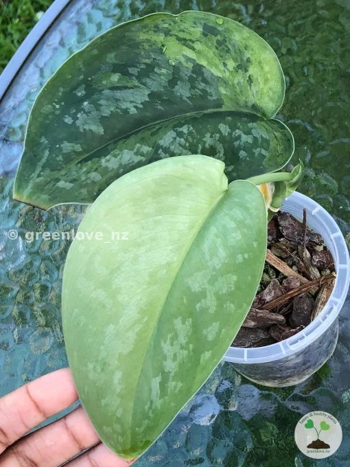 Rare Scindapsus Exotica ‘Golden Medallion’