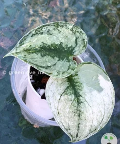Rare Scindapsus Mariposa
