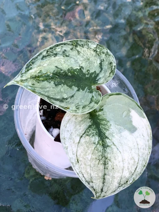 Rare Scindapsus Mariposa