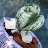 Rare Scindapsus Mariposa