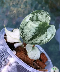 Rare Scindapsus Mariposa