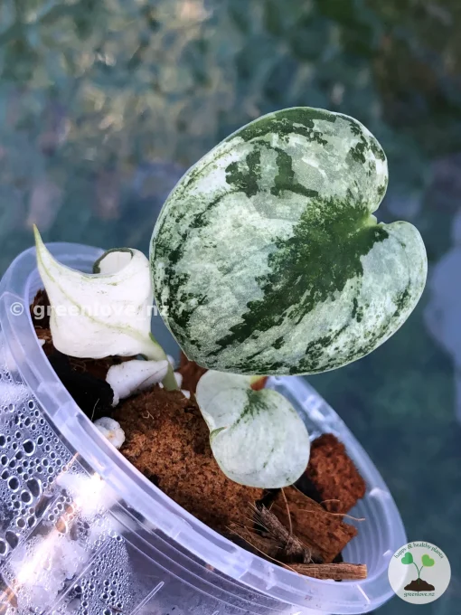 Rare Scindapsus Mariposa