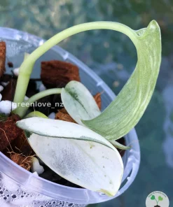 Rare Scindapsus Mariposa